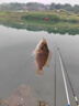 阿盧浮漂LPP31競技鯽魚漂黑坑野釣立式蘆葦魚漂中層慢魚亂魚標(biāo) LPP31加粗0.1 5號 曬單實拍圖