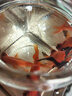 【混搭龍睛】耐活魚(yú)苗幼苗懶人冷水魚(yú)苗淡水大眼睛新手好養(yǎng)純種龍晴擺攤 紅黑龍睛隨機(jī)6條 4-6厘米【靈動(dòng)好看】 曬單實(shí)拍圖