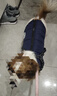 SLPC狗狗衣服小型犬泰迪比熊保暖秋冬衣服加厚胸背狗棉衣馬甲寵物衣服 藍色 XXL（12-18斤） 曬單實(shí)拍圖