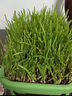 韭菜盆栽黃韭盆景根苗蔬菜南宮特產(chǎn)陽(yáng)臺室內水培無(wú)土栽培 【帶盆栽好發(fā)貨】大盆1400顆 曬單實(shí)拍圖