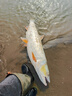 達億瓦（DAIWA）24/25款steez系列水滴輪魚(yú)線(xiàn)輪ct sv路亞hlc遠投atw 23款STEEZ AⅡTW（8.5速比） 左手型 曬單實(shí)拍圖
