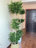 植季幸福樹盆栽植物辦公室內(nèi)好養(yǎng)盆景凈化空氣吸甲醛大型綠植客廳擺放 三層幸福樹1.5-1.7m編織籃 曬單實(shí)拍圖