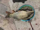 釣魚(yú)小藥強效誘魚(yú)添加劑黑坑通殺夏天用什么小藥腥香鯉魚(yú)鯽魚(yú)青魚(yú) 100ml【瘋狂咬鉤】 曬單實(shí)拍圖