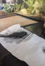 奇溢自然活體魚缸除藻小魚工具金苔鼠魚女王豹紋淡水魚清潔用品 黃+黑10-12cm各1條 曬單實(shí)拍圖