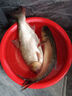 老G老G酸臭方塊水庫野釣鰱鳙大頭鯽鯉鳊青草魚餌拋竿翻板鉤方塊 鰱鳙酸臭方塊16塊/包 曬單實拍圖
