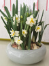 黎昕  【整箱復瓣水仙花花頭水養植物漳州重瓣種球花卉種子水培玉玲瓏 優(yōu)選復瓣水仙，10個(gè)一箱 18-19CM 曬單實(shí)拍圖