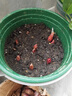 農(nóng)家正宗紅蔥頭新鮮火蔥頭四季小香蔥黃蔥頭干蔥種子熬蔥油酥批發(fā) 3斤 【凈重2.5-3斤】 精品小紅蔥頭【品質(zhì)推薦/帶芽】 曬單實(shí)拍圖