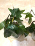 湘萂園飛機蔓綠絨植物ins爬藤綠植北歐風(fēng)防輻射臥室陽(yáng)臺高檔植物稀有 1盆苔蘚球飛機【雙珠】斗笠盆送支架 曬單實(shí)拍圖
