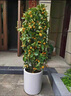 京厽金桔樹(shù)盆栽帶果客廳綠植室內大型植物桔子橘子樹(shù)苗花卉年桔桔樹(shù) 大棵年桔白盤(pán) 0.9-1米 曬單實(shí)拍圖
