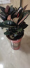 御春閣大型植物辦公室橡皮樹(shù)盆栽花卉觀(guān)葉植物開(kāi)業(yè)客廳綠植四季常青花苗 橡皮樹(shù) 70-100厘米高5棵 曬單實(shí)拍圖