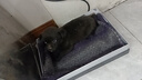 旺園興中華田園犬家養(yǎng)幼犬土狗混血狗黃狗黑小狗活體種狗崽混血 田園級(jí) 黑狗(90%以上黑) 公-品相隨機(jī)不支持挑選 曬單實(shí)拍圖