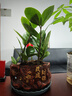 金錢樹(shù)盆栽植物室內(nèi)陽(yáng)臺(tái)花卉客廳大小型綠植喬遷新居植物h 金錢樹(shù)20-30cm（財(cái)源茂盛盆） 曬單實(shí)拍圖