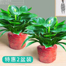 想開(kāi)大葉綠公主金鉆盆栽辦公室內客廳四季常綠好養易活植物桌面綠植 [大株樁包成活]金鉆兩盆 曬單實(shí)拍圖