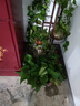 綠有意 綠蘿長藤盆栽室內大葉垂吊植物大盆綠籮除甲醛吊綠植水培花卉蘭 長藤綠蘿帶蓄水2盆+肥 曬單實拍圖