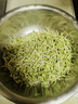 幸福屯生芽專(zhuān)用豆 芽黃豆 芽綠豆 芽黑豆雙青豆500g 發(fā)芽率高豆芽 雙青豆500克*2袋 曬單實(shí)拍圖