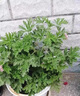 驅(qū)蚊草盆栽植物薄荷室內(nèi)綠植祛蚊種籽子庭院香葉天竺葵開(kāi)花防蚊蟲(chóng) 驅(qū)蚊驅(qū)蚊草1盆原土無(wú)盆送肥料 曬單實(shí)拍圖