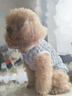 智宙 狗狗衣服小型犬泰迪衣服博美衣服狗衣服中型犬小狗衣服秋冬比熊 【可愛(ài)小熊】淺藍色毛衣 2XL（建議10-15斤） 曬單實(shí)拍圖