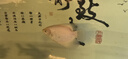 易萌 白招財魚(yú)活體戰船戰艦魚(yú)黑眼紅尾招財好養大型熱帶觀(guān)賞魚(yú)活魚(yú) 15-16cm黑眼+紅尾各1條 曬單實(shí)拍圖