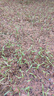 小鎮(zhèn)有花 波斯菊種子 格?；ㄋ募疽追N庭院景觀美林花?；ㄆ陂L花卉種子 曬單實拍圖