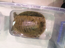 外塘公雄甲魚活體鮮活食用活物小甲魚苗用團(tuán)魚中華鱉母甲魚 促銷1-1.5斤熱賣 曬單實(shí)拍圖