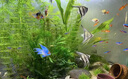魚(yú)缸凈水劑一滴清消毒殺菌養(yǎng)魚(yú)水質(zhì)清澈劑免換水去綠水黃水渾水用 魚(yú)缸一秒凈5瓶【買(mǎi)3送2】 曬單實(shí)拍圖