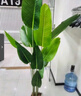 百動旅人蕉仿真大型綠植盆栽辦公室內(nèi)花卉天堂鳥仿生植物樹擺件1.6米 曬單實拍圖