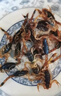 蝎子油炸全蝎沂蒙山活蝎子食品現(xiàn)炸十足全蝎開袋即食中藥食用藥用 20只大蝎王【6到7厘米】椒鹽味 曬單實(shí)拍圖