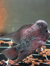仟湖壽星頭羅漢魚飼料傲深紅瑞神起頭增艷成長專用魚糧觀賞魚通用魚食 中粒430g起頭壽星頭 曬單實拍圖