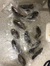 皇家麒麟大連即食海參單個(gè)裝500g/袋深海米刺參 B款共兩斤（8-12只斤） 曬單實(shí)拍圖