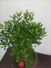 小葉赤楠盆景老樁金絲楠木盆栽綠植室內(nèi)辦公室綠植物四季好養(yǎng)花卉 小葉赤楠+冰裂紋陶瓷盆+復(fù)古托盤+苔蘚 曬單實拍圖