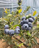 蒲戀藍莓樹(shù)苗特大果高產(chǎn)帶土發(fā)貨南北方種植盆栽地栽果樹(shù)苗當年結果 皇后 全國適宜 六年大苗丨藍莓苗帶土發(fā)貨 曬單實(shí)拍圖