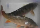 釣魚(yú)餌料野釣黑坑水庫通殺過(guò)江風(fēng)噴劑強效誘魚(yú)添加劑鯉魚(yú)鯽魚(yú)羅非 一包【天天有魚(yú)吃】 曬單實(shí)拍圖