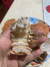 海鮮頌活凍琵琶蝦500g皮皮蝦九齒扇蝦蝦排生鮮蝦類蝦姑排海鮮水產(chǎn)瀨尿蝦 3-4只/ 500g(凈重) 曬單實拍圖