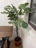 臨雅特級龜背竹客廳大盆栽老樁大葉室內(nèi)大型落地綠植物高級感盆景好養(yǎng) 【旗艦款】提根龜背竹1-1.3m+黑色圓球盆 曬單實(shí)拍圖