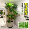 手耕田龍血樹大型室內(nèi)盆栽多頭龍須樹綠植客廳辦公室龍鐵樹植物造型盆景 限購一顆多頭雙層龍血樹高140-1 含盆 曬單實(shí)拍圖