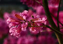 索尼（SONY） FE50mm F1.2 GM 全畫幅大光圈定焦G大師鏡頭50F12GM 50F1.2 黑色 基礎(chǔ)套餐 曬單實(shí)拍圖