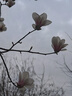 like uu兒童內(nèi)褲男女童純棉a類平角三角褲發(fā)育期小學(xué)生內(nèi)褲舒適透氣 曬單實(shí)拍圖