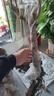 CHUANGSHIJI馬奶提子藍(lán)寶石葡萄樹苗巨峰南北方種植果樹苗爬藤盆地栽當(dāng)年結(jié)果 4年苗 80cm(含)-89cm(含) 曬單實(shí)拍圖