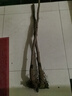 棗樹(shù)苗特大冰糖冬棗苗新款耐寒耐旱盆栽地栽南北方種植當年結果 7年苗【2顆】結果爆滿(mǎn)高豐產(chǎn) 特大冰糖脆棗【標準874件】 曬單實(shí)拍圖