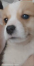 純種柯基幼犬活體寵物狗寵物狗狗活體犬威爾士柯基犬短腿狗 寵物級(jí) 母 曬單實(shí)拍圖
