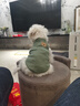 寵星記 寵物衣服 小型犬狗狗 小貓咪 冬季居家防飄毛 泰迪比熊雪納瑞 綠色小號M 胸圍31-36cm 曬單實拍圖
