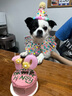 逸兼狗狗生日帽寵物頭套狗圍兜小狗帽子可愛生日裝飾貓咪頭飾拍照道具 寵物波點套裝【米色帽子+圍兜】 (貓犬通用，大型犬和貓注意尺寸) 曬單實拍圖