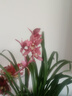 華香園綠植花卉蘭花四季建蘭臺北小姐紅粉佳人辦公室內客廳盆栽 臺北小姐5苗 不帶花苞 裸根發(fā)貨 曬單實(shí)拍圖