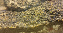 云峰海瑞魚缸水族箱造景水草泥 亞馬遜ada水草泥魚缸底砂肥料造景陶粒砂 水草泥3L 曬單實(shí)拍圖