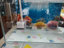 松寶魚(yú)缸水泵小型水泵潛水泵水循環(huán)過(guò)濾泵抽水泵迷你潛水泵水族箱 6W水泵 流量可調+水管 曬單實(shí)拍圖
