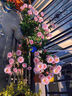 三喜農場(chǎng) 除蟲(chóng)菊種子驅蚊草驅蟲(chóng)菊花種籽子多年生混色花種子四季易活盆栽 藿香種子1000粒 曬單實(shí)拍圖