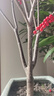 花翁盆栽樹(shù)苗花卉綠植【帶果發(fā)貨】北美冬青5年苗高40-50cm 源頭直發(fā) 曬單實(shí)拍圖