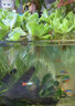 水芙蓉苗水浮蓮水培植物水生植物水養草池塘魚(yú)缸造景養殖凈化水質(zhì) 水芙蓉5棵 裸根不帶土 曬單實(shí)拍圖