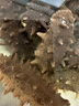 曉芹 大連干海參 遼刺參 海參干貨 干貨禮盒 中秋禮品 91-120只 500g*1盒 無(wú)禮盒送海帶絲 曬單實(shí)拍圖