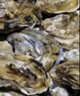 【鮮活】乳山生蠔 特大牡蠣海蠣子 生鮮國慶送禮海鮮水產貝 禮贈大蠔王-凈重9斤（6兩以上/個） 曬單實拍圖